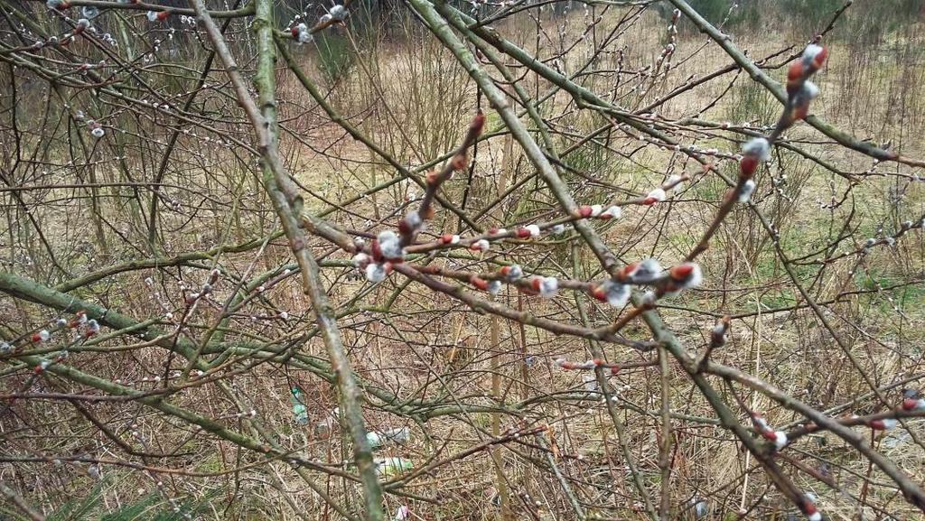 Do najgroźniejszych sytuacji pogodowych zagrażających ekosystemom leśnym w pierwszym kwartale 2016 roku w Beskidzie Śląskim należy zaliczyć: 1.