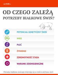 https://www. Od czego zależą potrzeby białkowe świń?