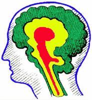 Podstawy neuropsychologiczne Teoria