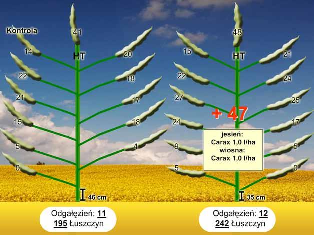 dowodzą, że zastosowanie Caryxu wiosną (lub łączne zastosowanie jesienią i wiosną) stymuluje rośliny rzepaku do wytwarzania kwiatów w optymalnej ilości.