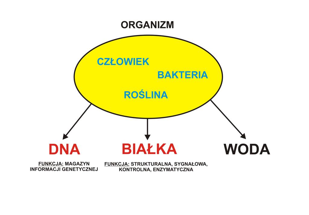 Każdy żywy organizm składa się z