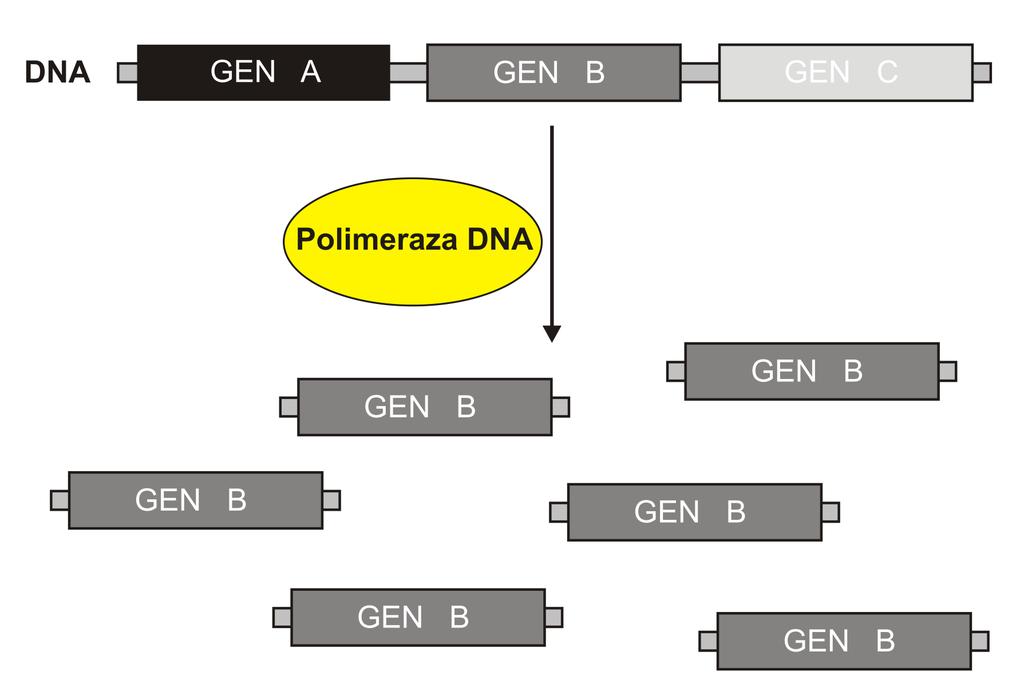 Reakcja łańcuchowa polimerazy (PCR) (ang.