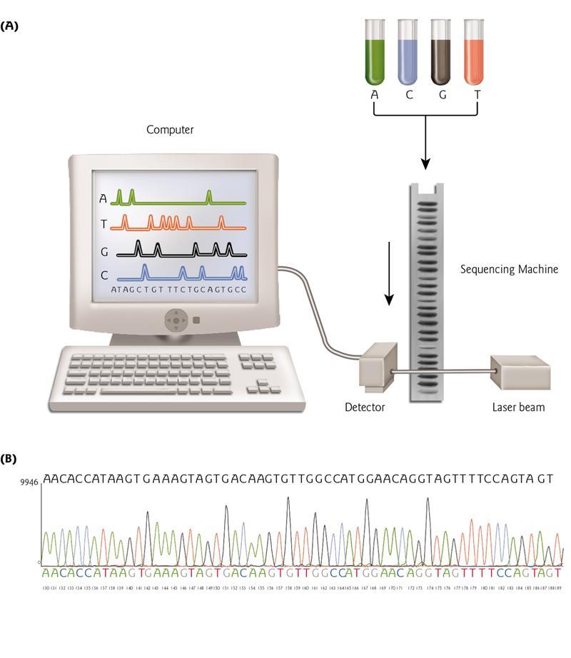 Sekwencjonowanie DNA Fundamental Molecular
