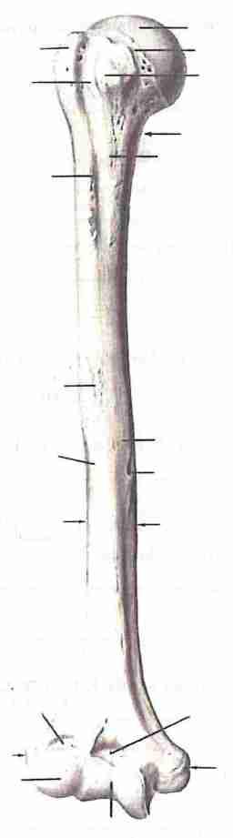 Kłykieć składa się z 2 części: - przyśrodkowy odcinek tworzy bloczek, łączący się z kością łokciową, - boczny, zakończony z boku kulistą główką, przeznaczony dla kości