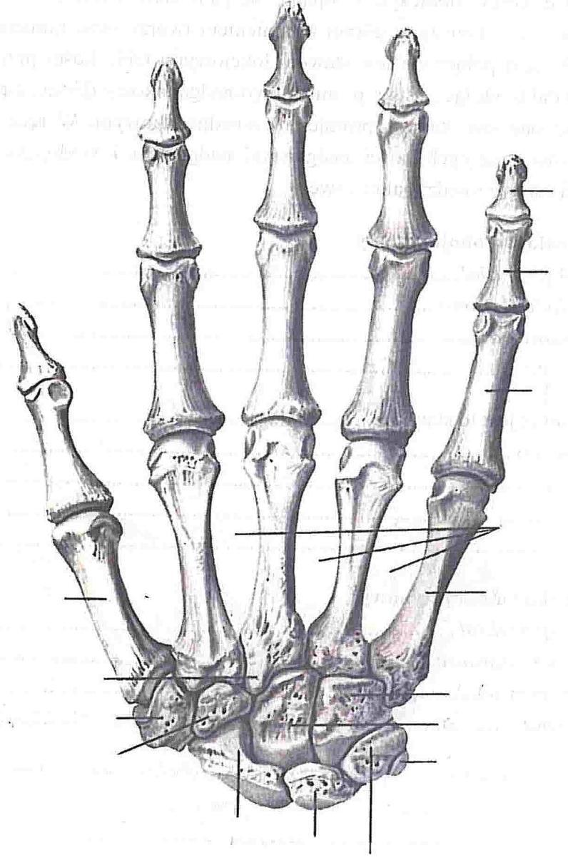 KOŚCI RĘKI Szkielet ręki dzieli się na: - kości nadgarstka, - kości