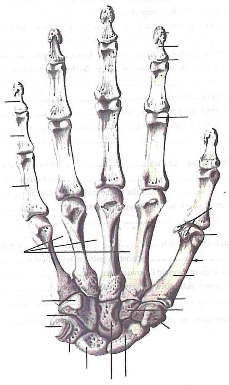KOŚCI NADGARSTKA Są to kości krótkie, mają 6 powierzchni: bliższą, dalszą, promieniową, łokciową, dłoniową i grzbietową. Kości nadgarstka ułożone są w dwóch szeregach: - bliższym, - dalszym.