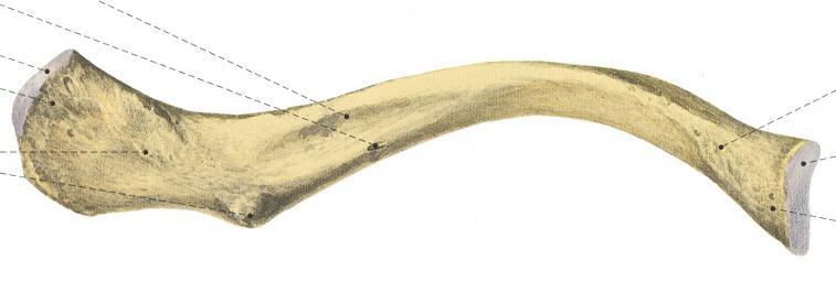 OBOJCZYK W środkowym odcinku powierzchni dolnej trzonu znajduje się bruzda dla przyczepu m podobojczykowego i 2 zgrubienia.