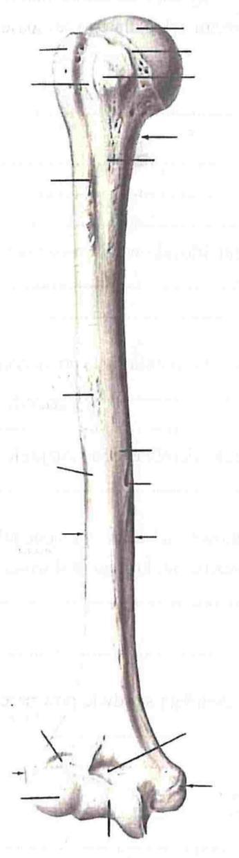 KOŚCI KOOCZYNY GÓRNEJ WOLNEJ KOŚD RAMIENNA (humerus) Jest kością długą. Koniec bliższy jest zakooczony głową kości ramiennej, która służy do połączenia z łopatką w stawie ramiennym.