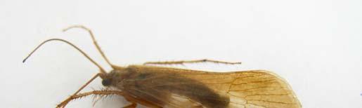 Rycina 13. Postać dorosła Trichoptera (fot. T. Majewski) Ill. 13. Imago of Trichoptera (photo. T. Majewski) Rycina 14.