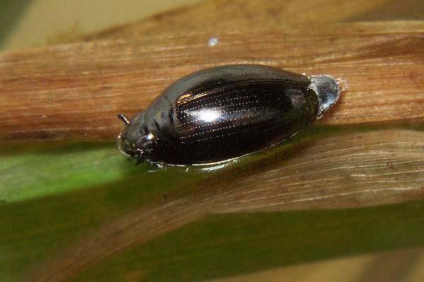 Hydrometra sp - Nartnik Ill. 17. Hydrometra sp Water measurer Chrząszcze (Coleoptera): Stanowią najliczniejszy rząd owadów.