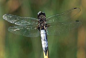 Ważki (Odonata): Ich larwy żyją w wodzie, dorosłe to formy lądowe, dzienne.