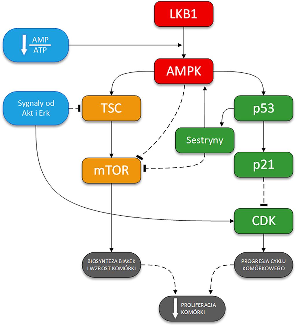 Rycina 4. Mechanizmy prowadzące do zahamowania cyklu komórkowego poprzez aktywację AMPK.