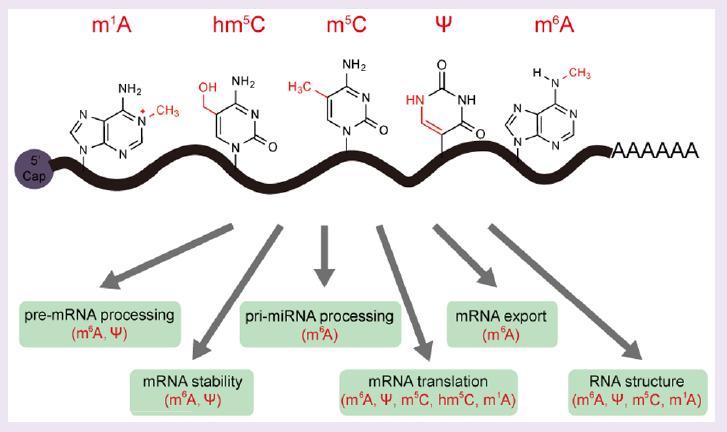 Motywacja Znanych jest ponad 100 różnych modyfikacji RNA 109 modified nucleosides in the RNA Modification Database (RNAMDB ) 93 in trna, 31 in rrna, 13 in mrna and 14 in other RNA