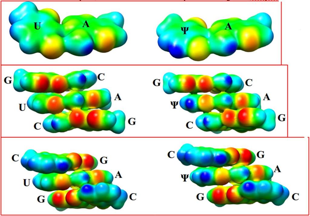 Oddziaływania warstwowe (1) Isodensity surface color-coded with electrostatic potential Seq-GΨC Seq-CΨG geometries for the RNA duplexes were lowest energy structure calculated from simulated