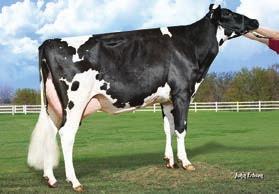 1 84% Indeks płodności buhaja.8 98 % AA 65 zł 7HO1848 Ladys-Manor RD Grafeeti-ET *TR*TV*TL*TY*TD Freddie x Goldwyn x Debut HBN: HOUSA6898832 data urodzenia: 1.1.29 aaa: 432156 Matka: LADYS-MANOR RUBY D GRACE-ET EX-92 4-3 2X 365D 1639 kgm 5.