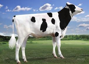 % 478 kgb Dam: S-S-I Uno Mara 8395-ET 78% Pokrojowe BUHAJE GENOMICZNE King Abel TPI 2713 NM$ 755 DWP$ 843 Przewaga mleka 1865 lbs Przewaga białka 69 lbs.5 % Przewaga tłuszczu 65 lbs -.2 % 78% 77% 2.