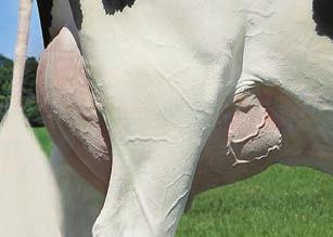 Bowen TPI 267 NM$ 734 DWP$ 783 Przewaga mleka 1459 lbs Przewaga białka 49 lbs.2 % Przewaga tłuszczu 64 lbs.3 % 78% 78% 2.71 2.49 2.12 -.26 1.52 Produkcja życiowa 6. 74 % Komórki somatyczne 2.
