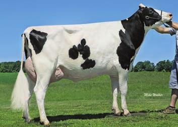 6 94 % BB 19 99 zł zł XXX bd 7HO13276 Woodcrest SSI MNT Bowen-ET *TV*TL*TY*TD Montross x Shamrock x Goldwyn HBN: HO843121352