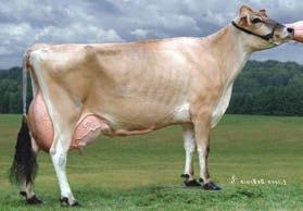 Jevon x Impuls HBN: JEUSA67247383 data urodzenia: 17.12.212 aaa: 156 Matka: SAND HILL JEVON KIRSTEN-ET VG-81 4-2X 284D 7,9 kgm 5.2% 47 kgt 3.