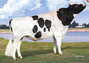 14,697 kgm 3.7% 546 kgt 3.1% 45 kgb Przewaga mleka 2964 88 94 96% lbs Przewaga białka lbs.% Przewaga tłuszczu lbs -.