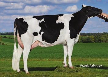 7 82 % Indeks płodności buhaja N/A AE 7HO11395 S-S-I Shamrock Mystic-ET *TV*TL*TY*TD Shamrock x Shottle x O Man HBN: HO8438328791 data urodzenia: 28.5.211 aaa: 531462 Matka: ROYLANE SHOT MINDY 279-ET VG-86 2-2 3X 35D 1332 kgm 4.