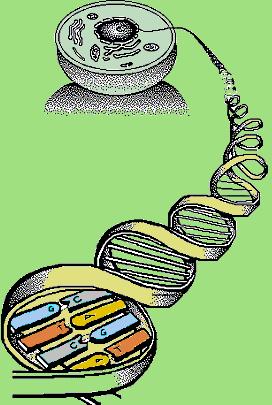 Sekwencjonowanie DNA/RNA Sanger SBH BLACK BOX AAATGCCTGCCCTGAAGGCCTGCGTA GTTTTGGGAGAAGACCCACGGATA AAGGTGTAGCCCCGTAGC GGGGGGTATTATTTATTTTATACCCAC.