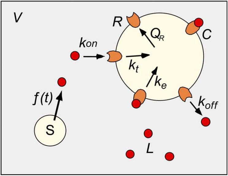 Model receptorów bªonowych d dt #L = fn AV k on N A V #L #R + k o #C d dt #R = qn AV k on N A V #L #R + k o #C k t #R d dt #C = k on N A V #L #R k o #C k