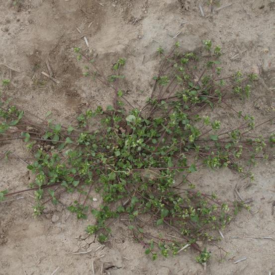 uprawach pora Komosa biała (Chenopodium