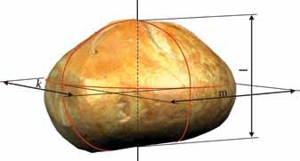 2. (6) Oznaczenia wymiarów naniesione na uzyskany model 3D bułki wg Donev a. Obliczenia podstawowych statystyk opisowych na podstawie otrzymanych wyników wykonano w programie Statistica 8.