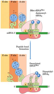 RNA