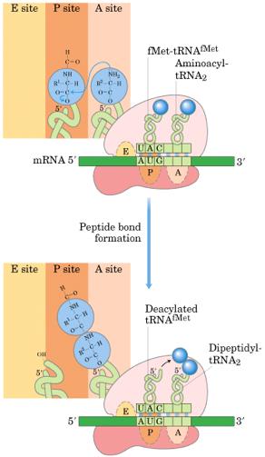 RNA