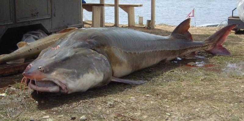 Największą rybą słodkowodną, dorastającą do 8 metrów długości i osiągającą 13-00 kg wagi jest bieługa, ryba z rodziny jesiotrowatych.