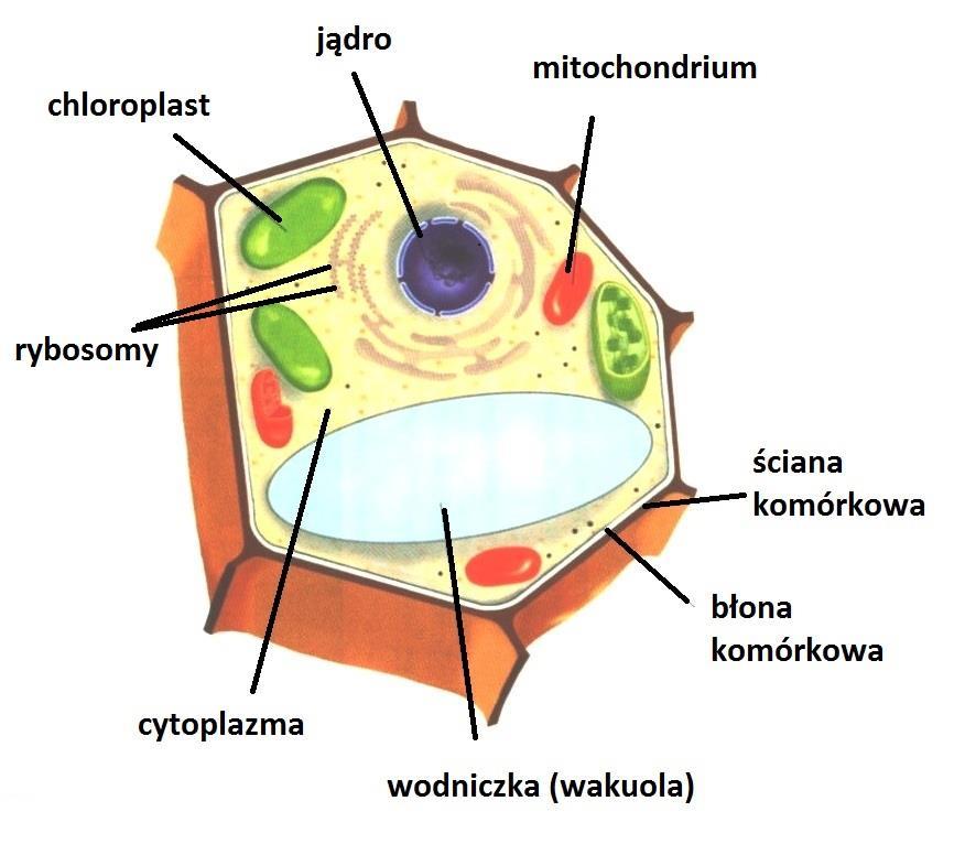 1. Na rysunku przedstawiono schemat budowy komórki. 24.