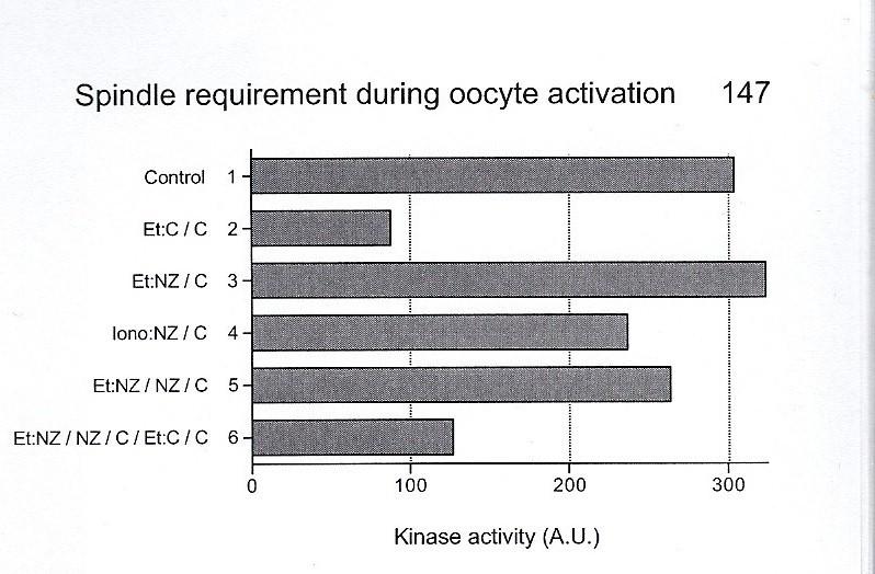 NOCODAZOL zapobiega aktywacji oocytów Aktywność kinazy histonów H1 wysoka jest w oocytach kontrolnych które nie uległy aktywacji więc można stwierdzić że oocyty nie przechodzą do interfazy jeśli maja