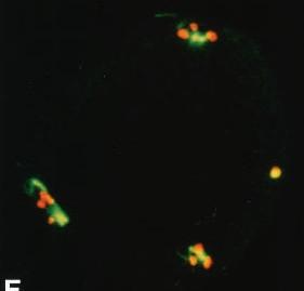 Zapobieganie wyrzutów jonów wapnia blokuje aktywacje oocytów po zapłonieniu Fig6A Oocyty zapłodnione w nocodazolu a następnie usunięte z inhibitora i przeniesione do pożywki z BAPTAAM gr(iii)