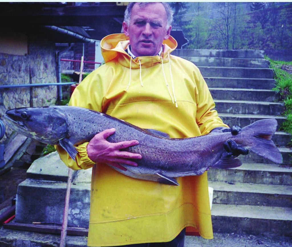 Chrońmy Przyr. Ojcz. rocznik 66, zeszyt 3, 2010 Ryc. 1. Głowacica (Hucho hucho) jeden z najbardziej zagrożonych gatunków ryb w Polsce.