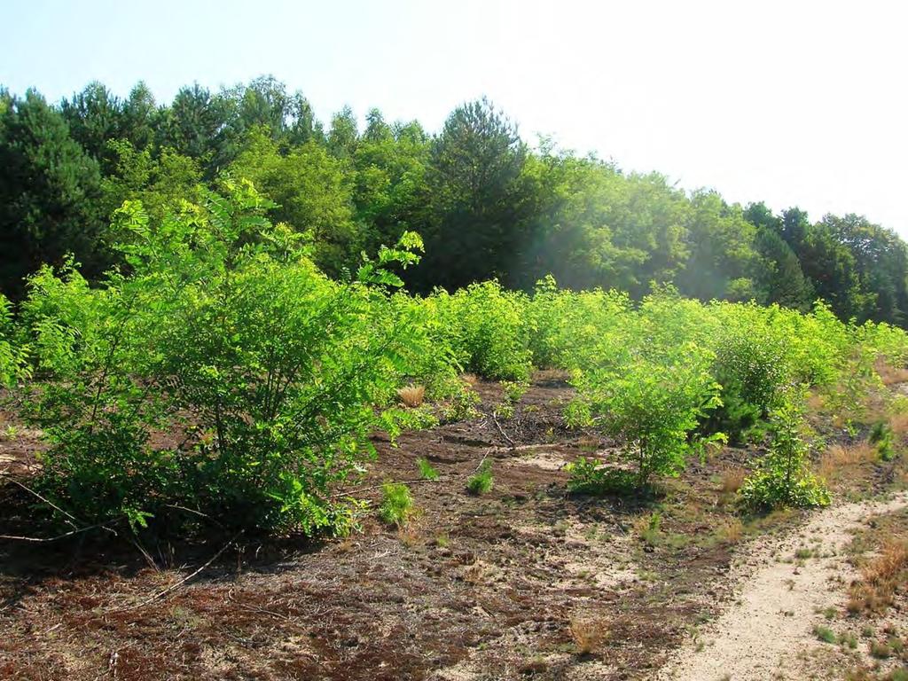 2009 kilka samic złożyło jaja na odświeżonym