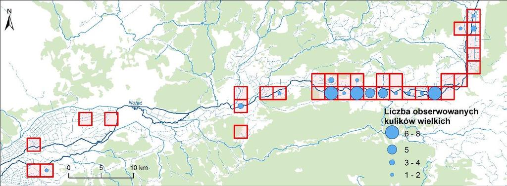 Mapa rozmieszczenia obserwacji kulika wielkiego w czasie kontroli przeprowadzonych w 2016 roku na powierzchniach monitoringowych zlokalizowanych w Ujściu Warty na tle kompleksów leśnych i sieci