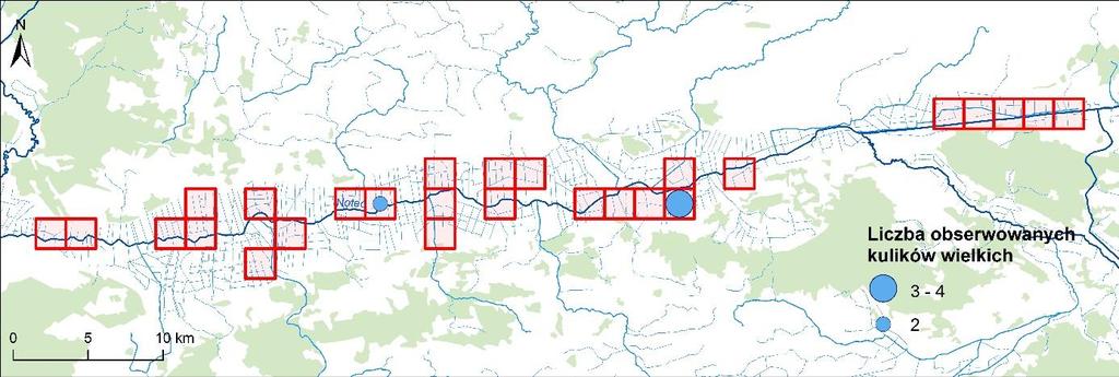 W przypadku znacznie szerszej Doliny Górnej Noteci stwierdzono ptaki wyłącznie w dwóch kwadratach zlokalizowanych w centralnej części ostoi (Rycina 8). Rycina 8.