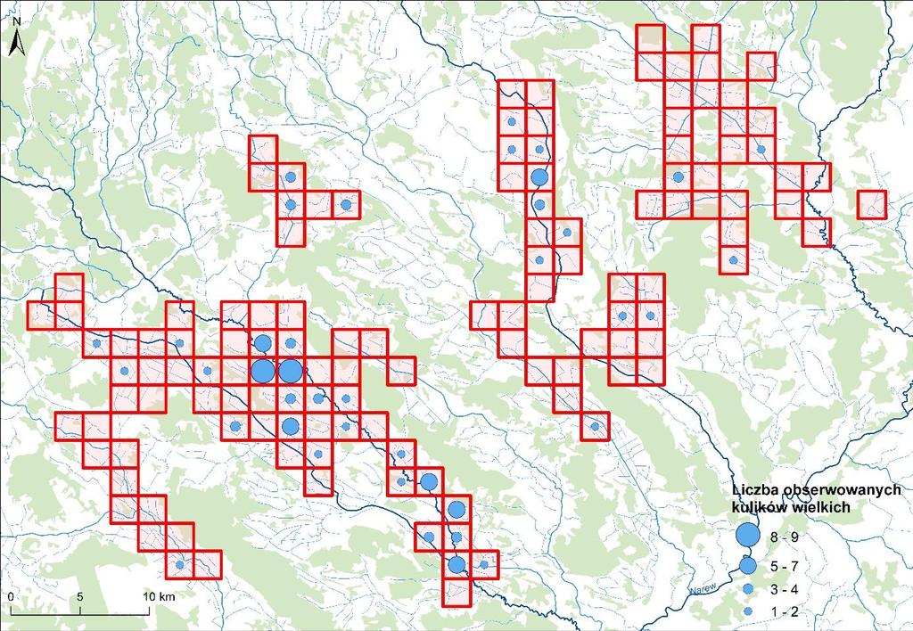 W przypadku ostoi Kurpie kuliki wielkie notowano w wielu lokalizacjach.