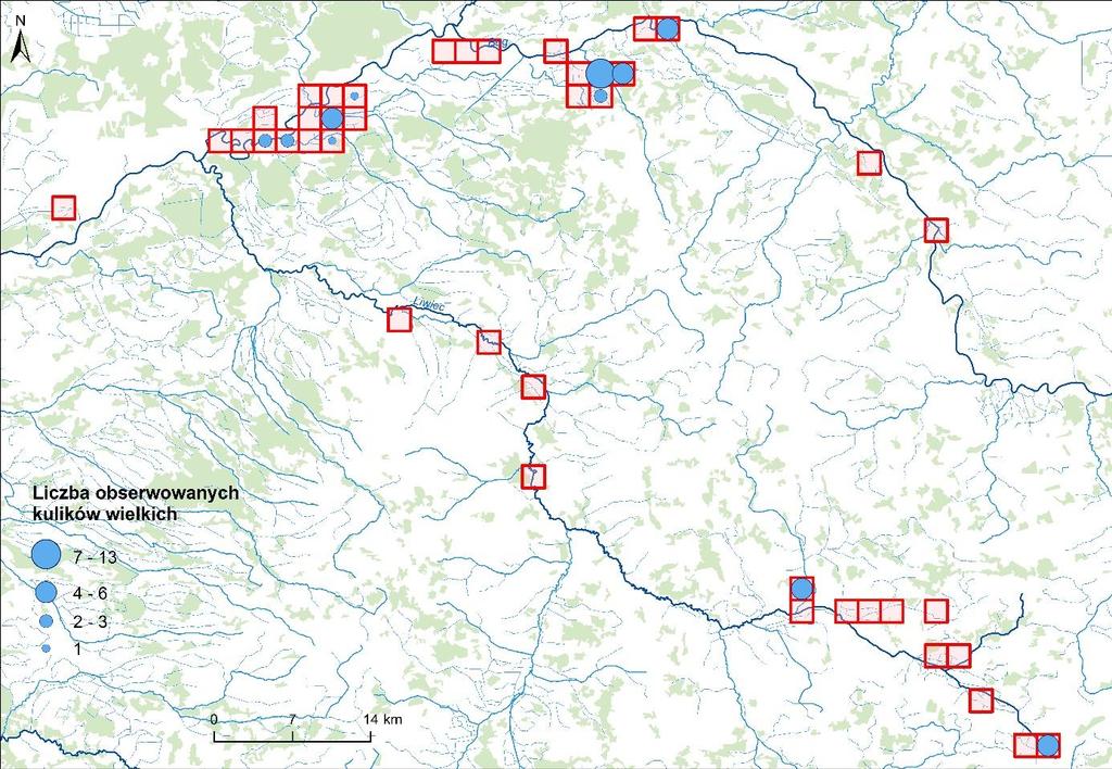 W dolinie Bugu kuliki wielkie notowano w kilku lokalizacjach, w tym przede wszystkim nad samym Bugiem na wschód od Kamieńczyka, oraz w kilku kwadratach położonych na wschód od Małkinii.