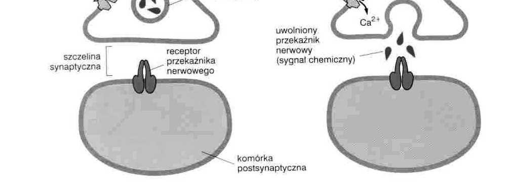 komórek