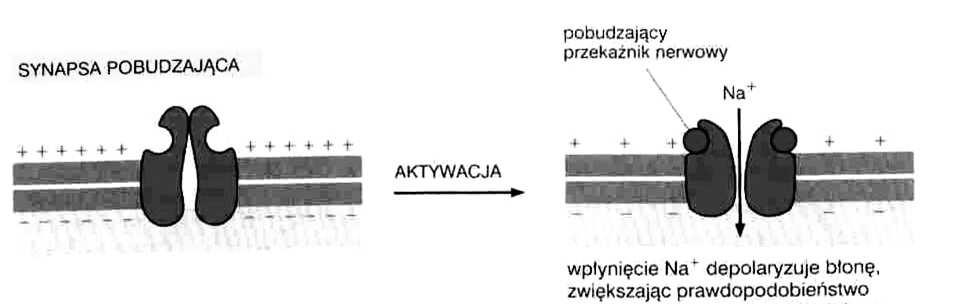 Receptory jonotropowe