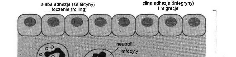 Nabłonki funkcje ochronne (wzmacniające) zdolność wchłaniania i transportu substancji zdolność