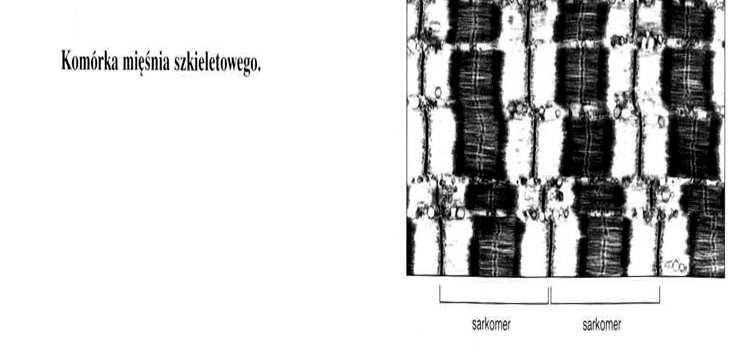 wielojądrzaste miotuby włókna mięśniowe: (fuzja mioblastów) grubość: