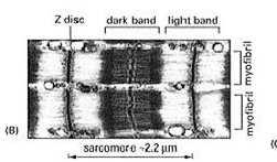 podstawowa jednostka kurczliwa włókna Miofibryle mięśni szkieletowych