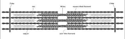 cienkie aktynowe ; średnica 8nm; dlugość 1µm Filamenty grube :