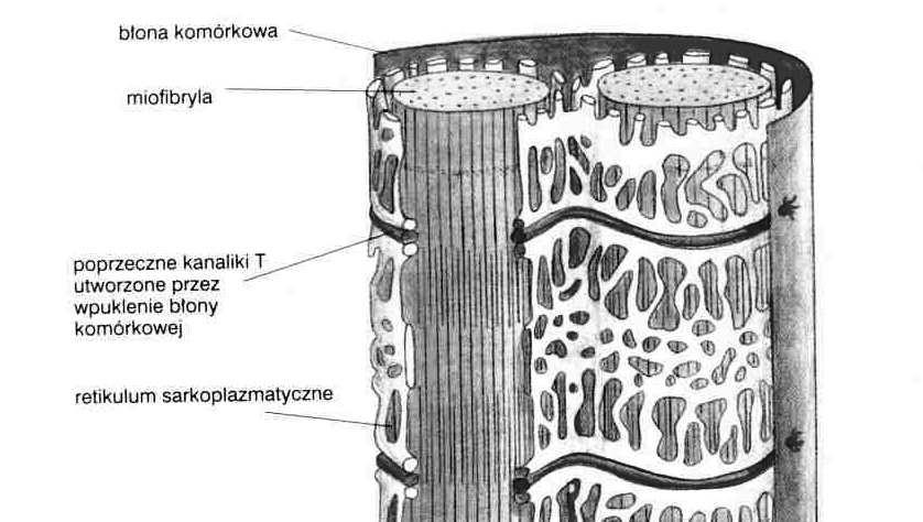 sarkolema