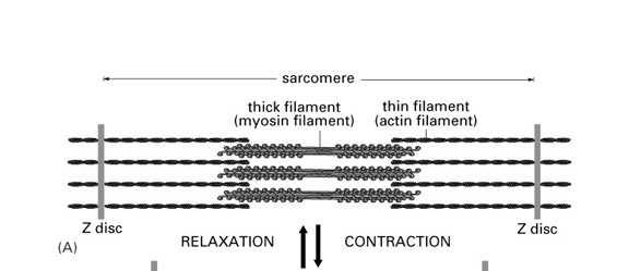 Skurcz mięśnia 3µm 2µm 0,1 s wślizgiwanie filamentów