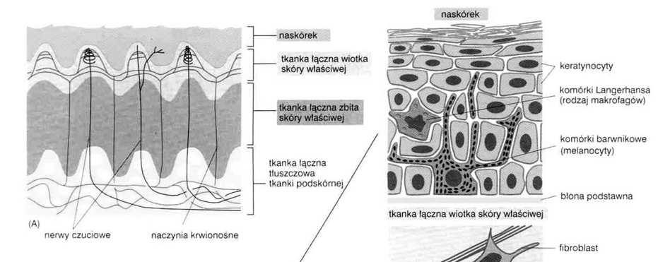 prostaglandyny itd.